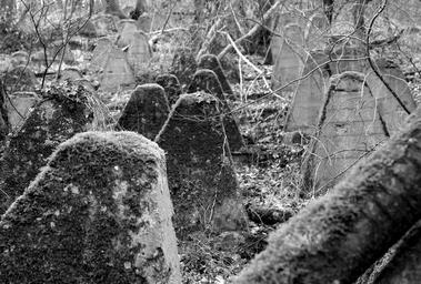 nature-ivy-moss-tank-barricades-1318841.jpg