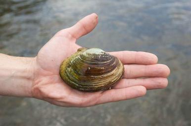Freshwater mussel genus lampsilis.jpg