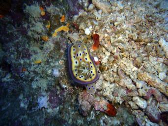 slug-diving-snail-underwater-snail-380041.jpg