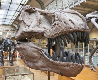 skeleton-dinosaur-skull-388560.jpg