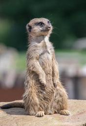 meerkat-zoo-watchful-cute-1644043.jpg