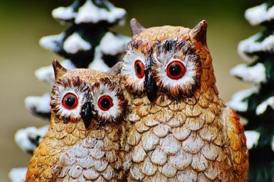 winter-owls-cute-sweet-fig-wintry-993339.jpg