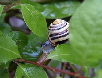 snail-shell-close-rain-wet-341818.jpg