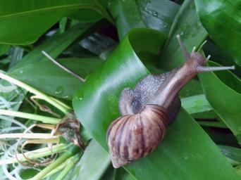 snail-shell-slow-spiral-live-71047.jpg