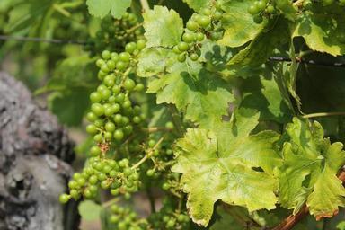 wine-vine-grape-winegrowing-487008.jpg