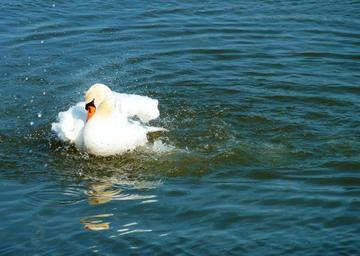nature-swan-swans-lake-animal-1265433.jpg