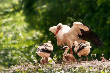 storks-hatching-young-animals-850192.jpg