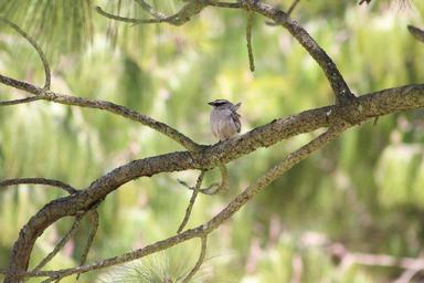 forest-animal-nature-green-bird-1259144.jpg