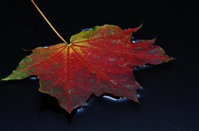 leaf-autumn-leaf-colorful-rain-1506602.jpg