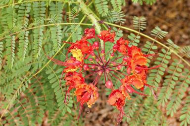 red-flower-fern-green-nature-224019.jpg
