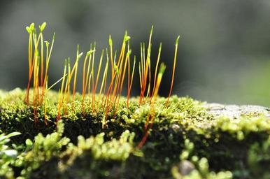 moss-plant-biological-1702916.jpg