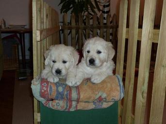 golden-retriever-puppy-dog-adorable-623180.jpg