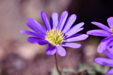 balkan-anemone-anemone-flower-749036.jpg