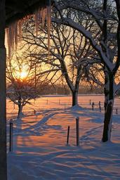 sunrise-snow-icicle-winter-trees-373103.jpg