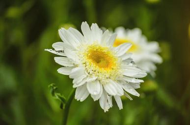 white-flower-spring-white-flower-1589757.jpg