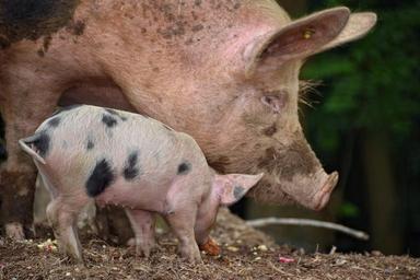 pig-farm-youngster-pigtail-376713.jpg