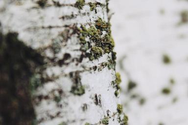 nature-close-white-garden-birch-1113021.jpg
