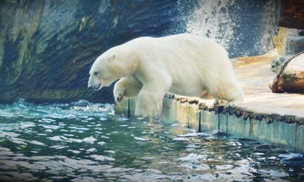 jump-water-animal-nature-animals-1555905.jpg