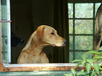 dog-animal-pets-is-watching-1305088.jpg