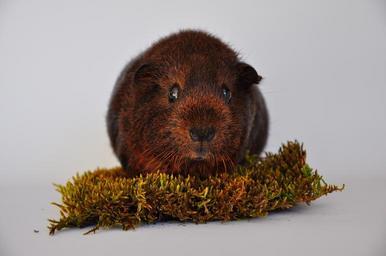 guinea-pig-smooth-hair-gold-agouti-534973.jpg