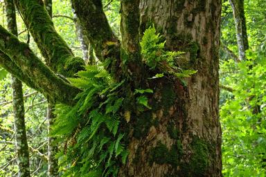 ivy-forest-tree-growth-symbiosis-1467126.jpg