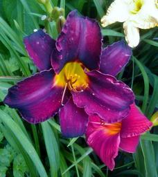 day-lily-purple-plant-flower-1088633.jpg