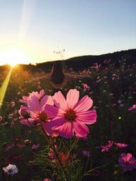 wildflower-girl-meadow-pink-1031520.jpg