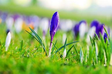 flowers-flower-plants-spring-164965.jpg