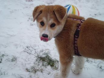 dog-nature-hundeportrait-655260.jpg