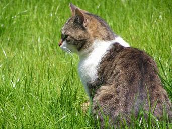 cat-grass-pets-animals-fluffy-cat-866644.jpg