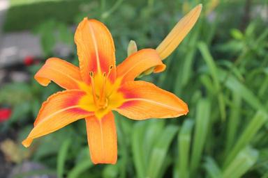 flower-lily-day-lily-orange-1180186.jpg