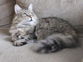 cat-portrait-domestic-cute-pet-1107338.jpg