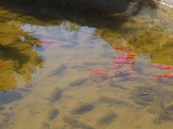 Chinese carp fish.jpg