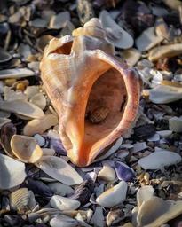 seashell-shellfish-mussel-nature-405388.jpg