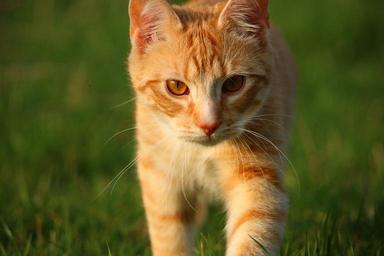 cat-kitten-red-mackerel-tabby-1325355.jpg