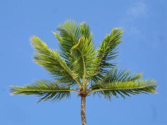 palm-palm-tree-sky-blue-362307.jpg