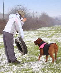 snow-dog-bordeaux-dogue-white-1120551.jpg