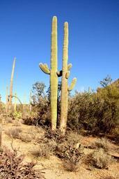 cactus-arizona-forest-nature-green-454702.jpg