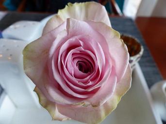 rose-salmon-and-white-many-flowers-1506903.jpg