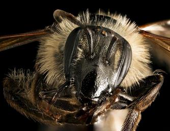 Andrena_bradleyi,_f,_face,_Maryland_2016-04-07-14.58.jpg