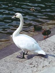 swan-ducks-water-nature-animal-974313.jpg