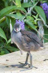 baby-bird-nature-animal-little-1164085.jpg