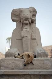 feral-dog-sleeping-dog-egypt-aswan-378497.jpg