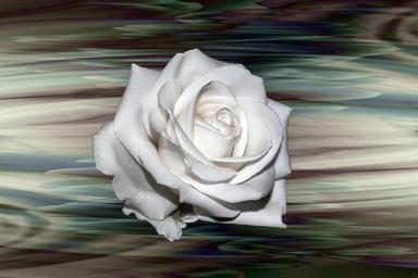 rose-white-background-flower-1684346.jpg