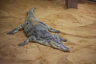 crocodile-asleep-zoo-1210330.jpg