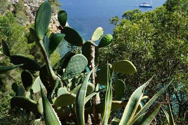 cactus-ibiza-booked-boats-sea-829078.jpg