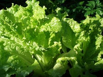 green-homegrown-fresh-nutritious-19690.jpg