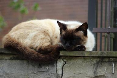 sleeping-cat-outdoors-wall-1042303.jpg