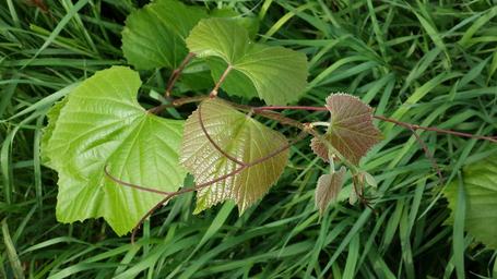 green-plant-nature-leaves-frisch-447161.jpg