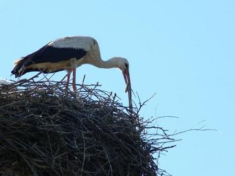 stork-viper-meal-nest-1480785.jpg